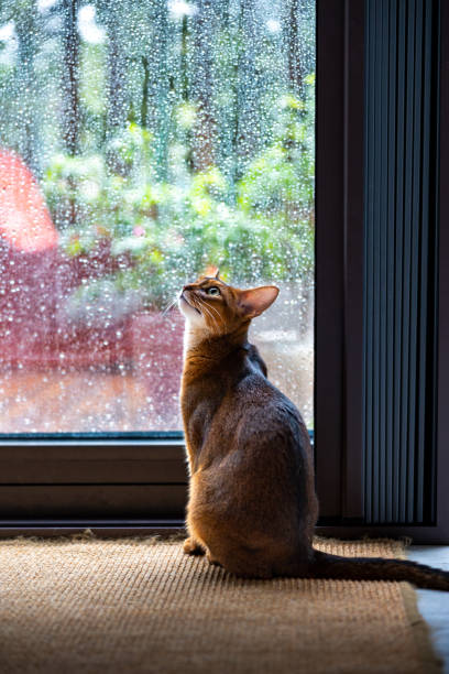 istock A abyssinian cat by the window on a rainy day 1393963992