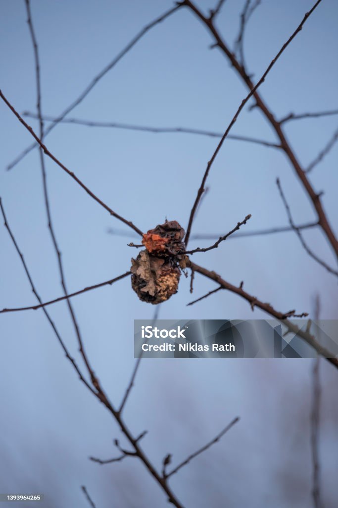 Obst im Baum Fruit caught in a branch in January Austria Stock Photo