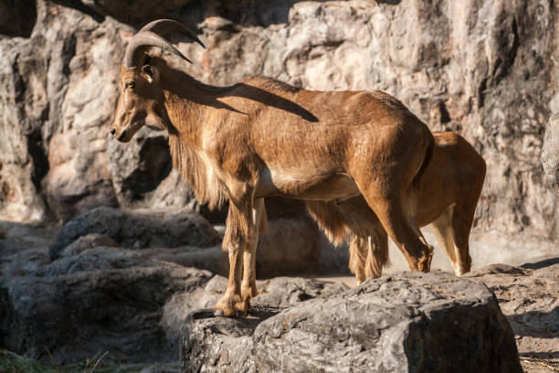istock mountain goat in the mountains 1393964377