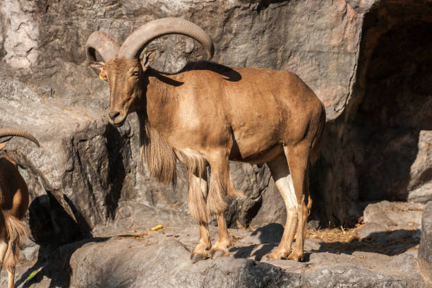 istock mountain goat in the mountains 1393964453