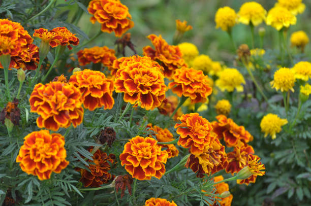 istock Blossom bushes marigold (tagetes) 1393964700