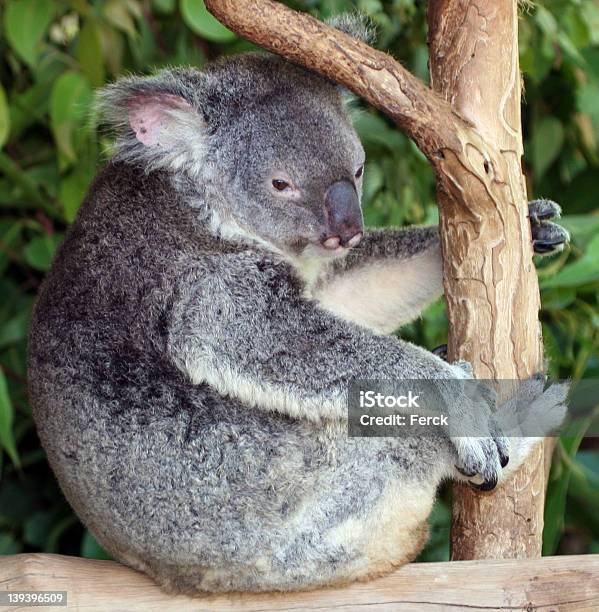 Koala 6 Stockfoto und mehr Bilder von Australien - Australien, Baum, Beuteltier