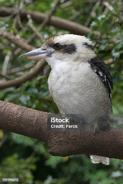 Kookaburra 2 - Fotografie stock e altre immagini di Ambientazione esterna - Ambientazione esterna, Animale selvatico, Area selvatica