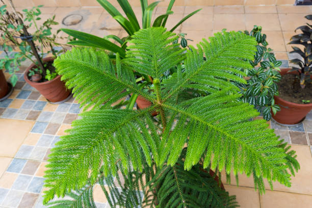 A close up shot of Monkey puzzle tree, Araucaria araucana growing in a flower pot in an Indian household balcony. A close up shot of Monkey puzzle tree, Araucaria araucana growing in a flower pot in an Indian household balcony. araucaria araucana flower stock pictures, royalty-free photos & images