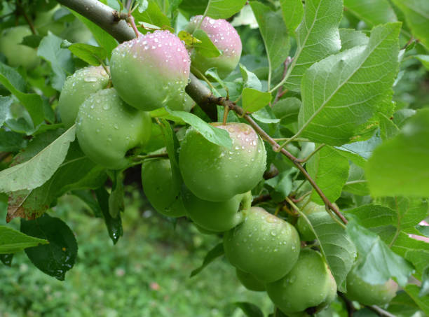 istock Apples ripen on the tree branch 1393965666