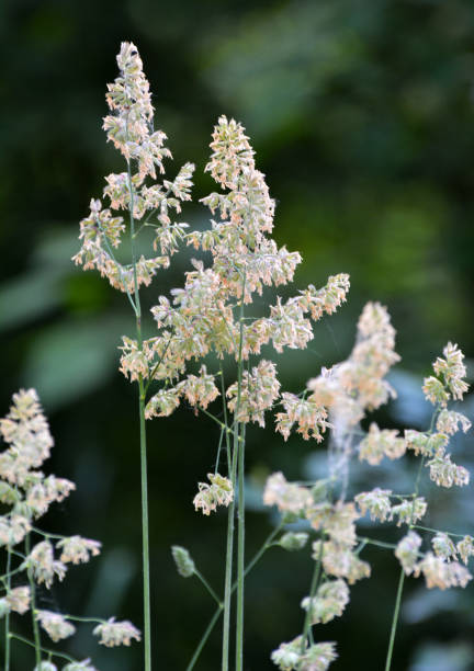 istock The herb Dactylis glomerata grows in nature 1393965682