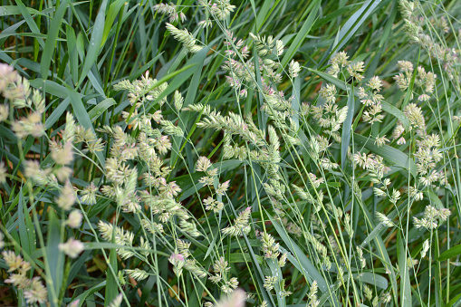 Valuable forage grass Dactylis glomerata grows in nature