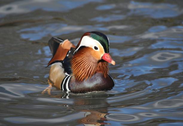 istock Mandarin duck male 1393965751