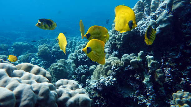 istock Beautiful fish on the Red Sea reef. 1393966037