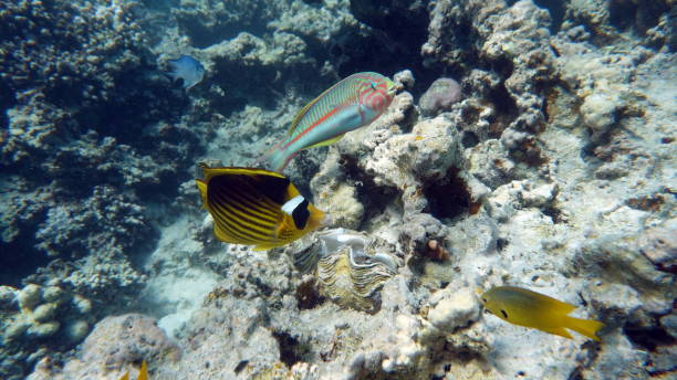 istock Beautiful fish on the Red Sea reef. 1393966073