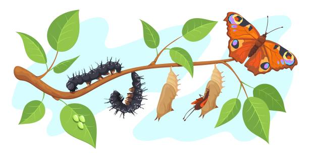 Lepidoptera metamorphosis. Caterpillar to butterfly development process cocoon transformation on tree, life cycle pupa larva moth, growt chrysalis monarch, neat vector illustration Lepidoptera metamorphosis. Caterpillar to butterfly development process cocoon transformation on tree, life cycle pupa larva moth, growt chrysalis monarch, vector illustration. Insect metamorphosis egg to caterpillar stock illustrations