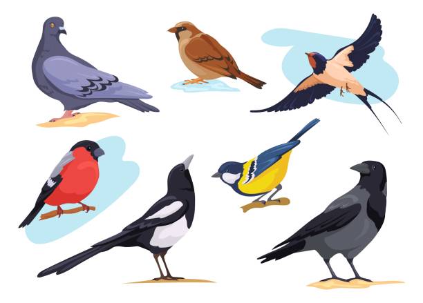 ilustraciones, imágenes clip art, dibujos animados e iconos de stock de aves comunes. dibujos animados aislados de la ciudad y el bosque aves palomas gorriones gorriones paloma jilguero paloma, naturaleza observación de aves colección de animales europeos diferente pose, ilustración vectorial ordenada - beak biology bird multi colored