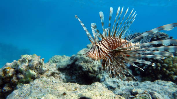 istock Lion Fish in the Red Sea. 1393966829