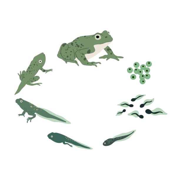 stockillustraties, clipart, cartoons en iconen met frog life cycle. vector hand drawn illustration. isolated on white backgground. - kikkervisje