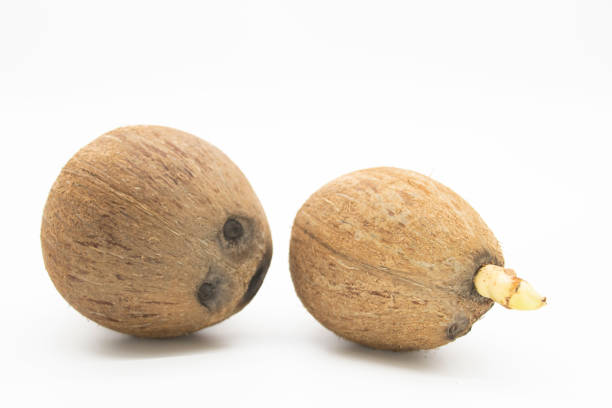 coconut or narcol close up isolated on white background