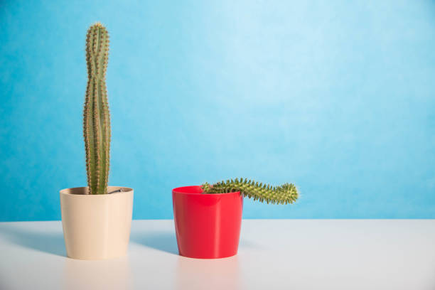 Two pots red and white with a large and a small cactus on a blue background. The concept of drugs to improve erection and libido. Viagra, men's health. Copy space for text Two pots red and white with a large and a small cactus on a blue background. The concept of drugs to improve erection and libido. Viagra, men's health. erection stock pictures, royalty-free photos & images
