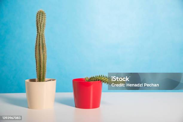 Two Pots Red And White With A Large And A Small Cactus On A Blue Background The Concept Of Drugs To Improve Erection And Libido Viagra Mens Health Copy Space For Text Stock Photo - Download Image Now