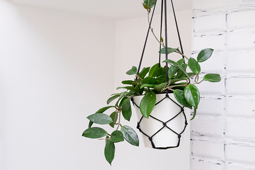 Hoya krohniana in a white pot in a wicker macrame planter hanging isolate on a white background. lacunosa heart leaf.