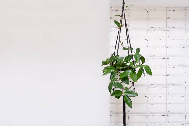 istock Hoya krohniana in a white pot in a wicker macrame planter hanging isolate on a white background. lacunosa heart leaf. Close-up of a plant. Waxy plant in a pot 1393967324