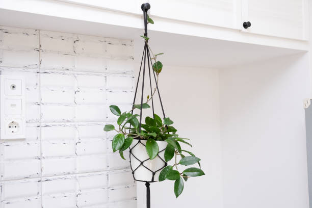istock Hoya krohniana in a white pot in a wicker macrame planter hanging isolate on a white background. lacunosa heart leaf. Close-up of a plant. Waxy plant in a pot 1393967339