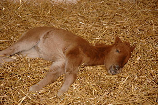 istock Horse.JPG 139396744