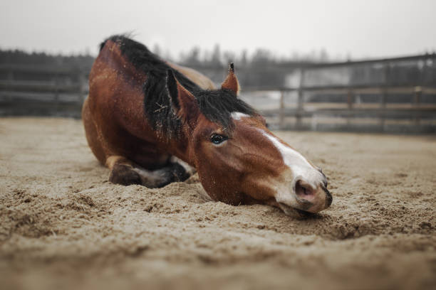 гнедой конь лежит на песке - paddock стоковые фото и изображения