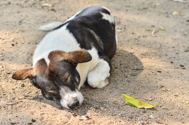 istock Dog lying on the ground 1393968688