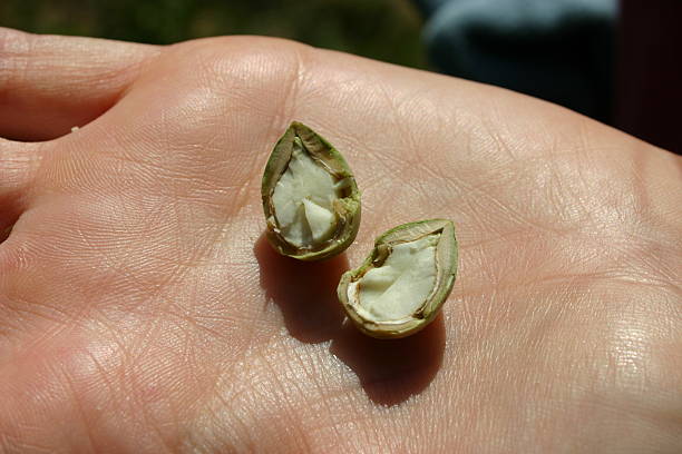 Frutos de Mão - fotografia de stock