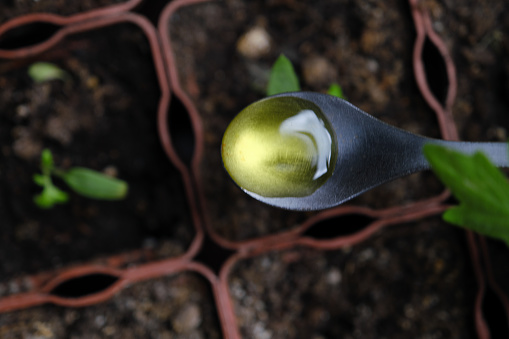 Human hands are fertilizing small and weak tomato seedlings. High angle view