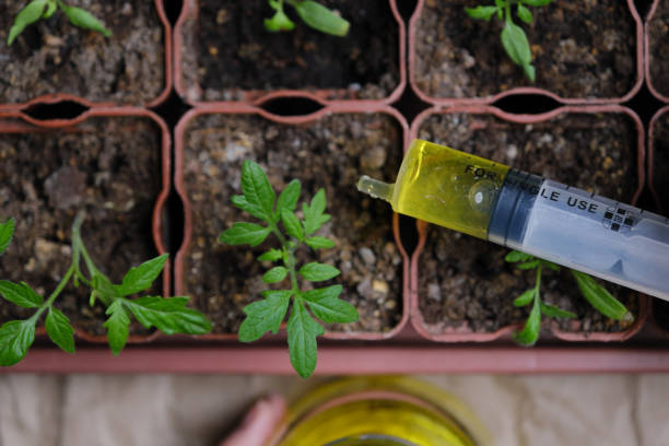 istock Human hands are fertilizing small tomato seedlings 1393968971