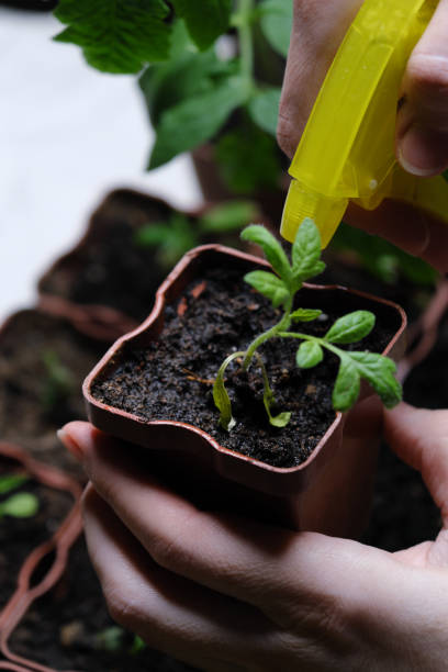 istock Human hands are watering tomato seedlings 1393969092