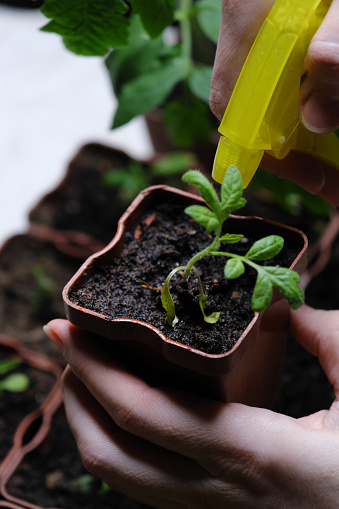 Human hands are watering small and weak tomato seedlings. High angle view