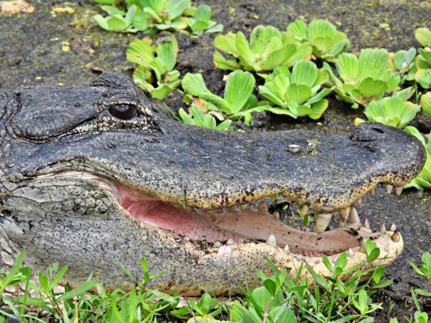 istock American Alligator (Alligator mississippiensis) - portrait, headshot 1393970460