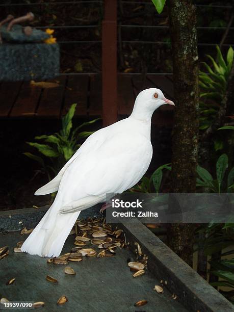 Dove Foto de stock y más banco de imágenes de Ala de animal - Ala de animal, Animal, Animales en cautiverio