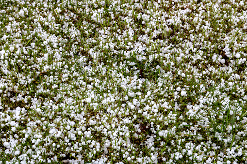 Newly fallen hail lying on a garden lawn in winter