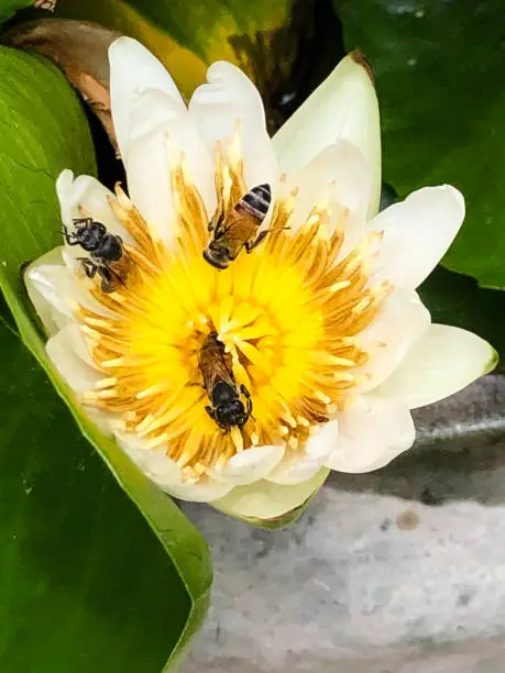 Close up view of three honeybees swarm on yellow pollen in a blooming white waterlily with background of green lotus leaf on vertical view.