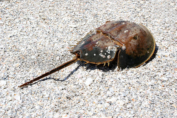 Horseshoe Crab stock photo