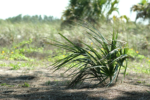 Grass stock photo