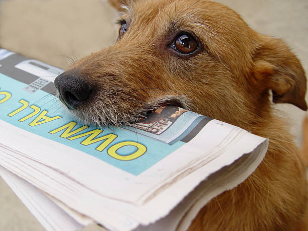 Daily news, dog with newspaper stock photo