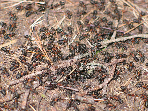 Very busy ants stock photo