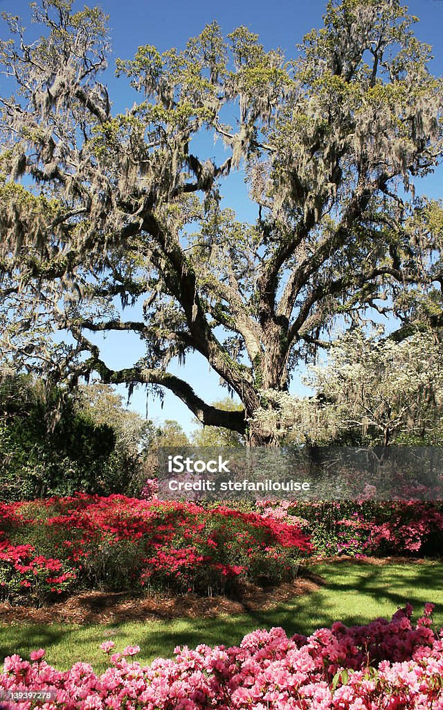 Jardín de primavera - Foto de stock de Aire libre libre de derechos