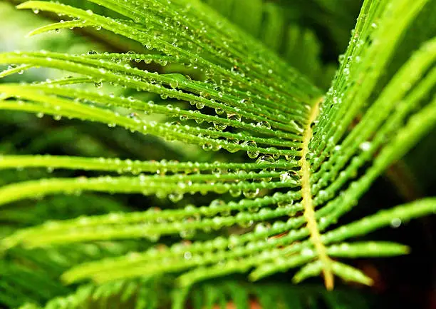 A new sago palm leaf with rain drops hanging.