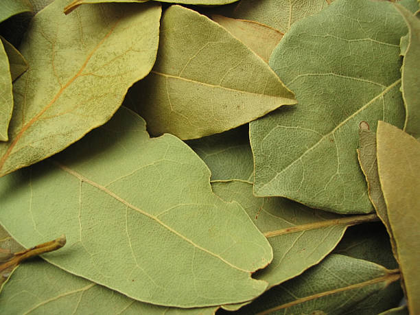 bay blätter nahaufnahme - laurel bay leaf leav stock-fotos und bilder