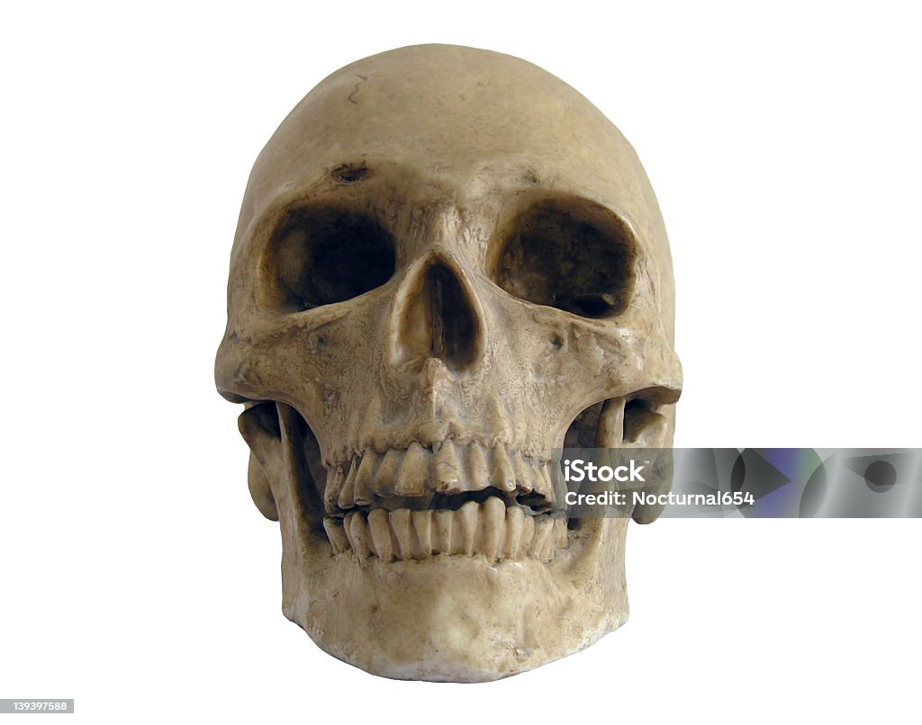 Cráneo humano - Foto de stock de Cráneo libre de derechos