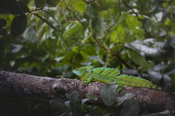 istock wildlife in its natural environment 1393976297