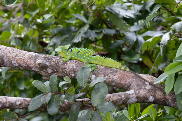 istock iguana, wildlife in its natural environment 1393976302