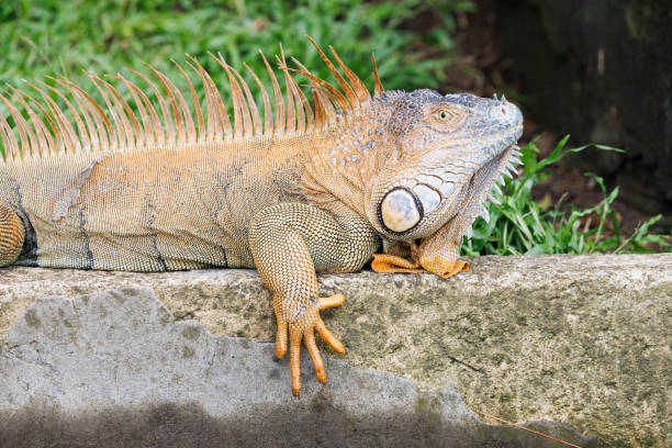 istock iguana, wildlife in its natural environment 1393976318