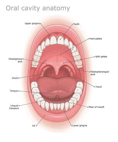 Oral cavity anatomy medical illustration labeled.
