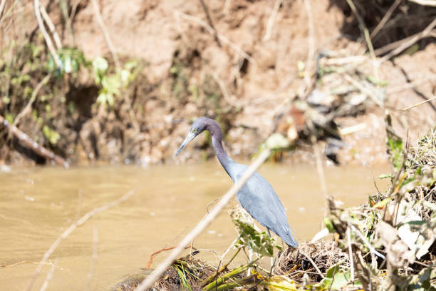 wildlife of Costa Rica in its natural environment in freedom