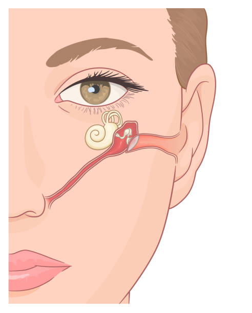 유스타키오관 해부학 그림 - eustachian tube stock illustrations